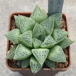 Haworthia emelyae var mayor cv ‘Sasameyuki’