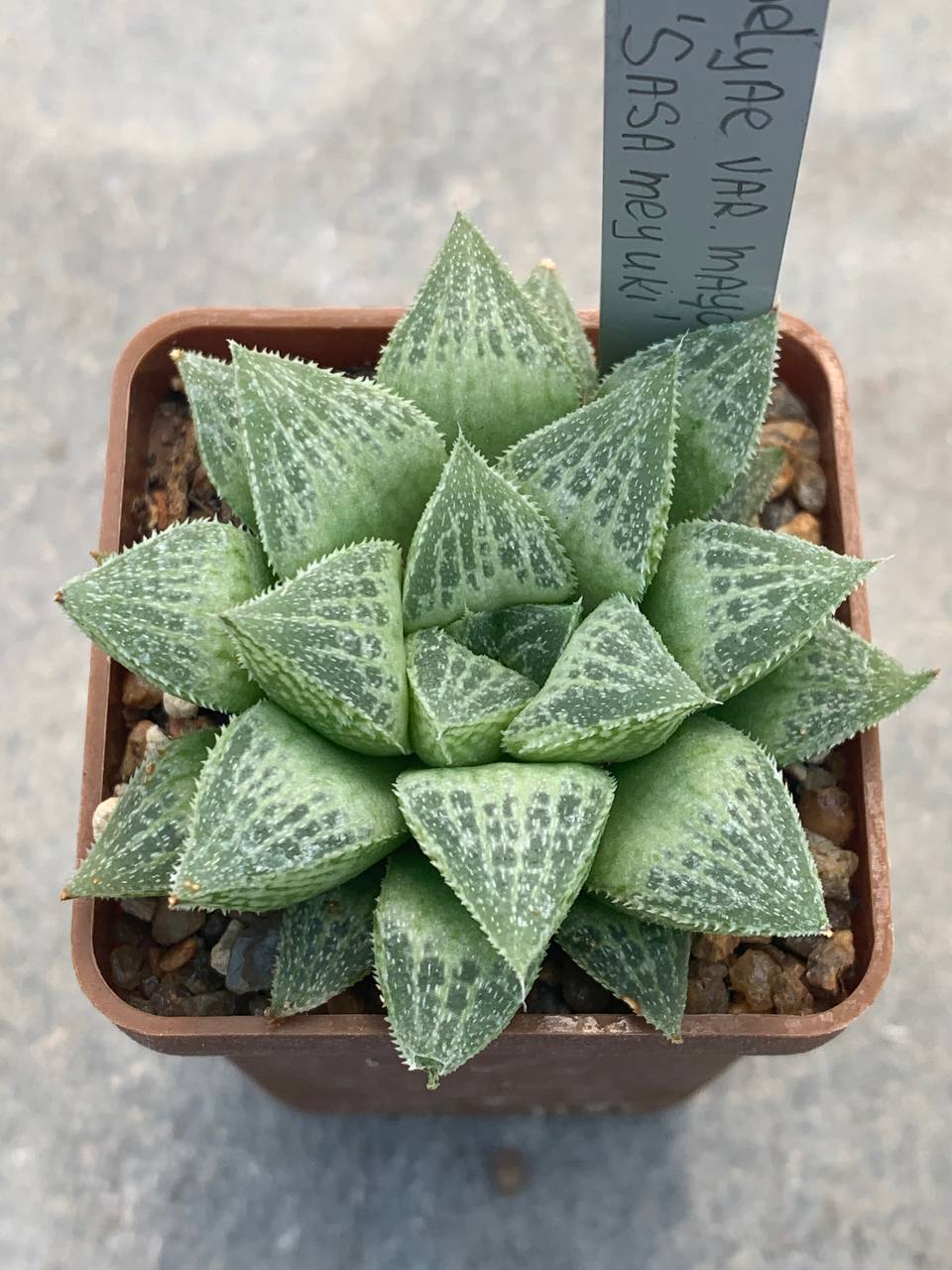 Haworthia emelyae var mayor cv ‘Sasameyuki’