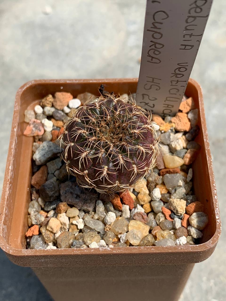 Sulcorebutia verticillacantha var cuprea HS 273