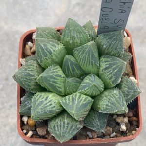 Haworthia SY 47 cv. ‘La Oveja’