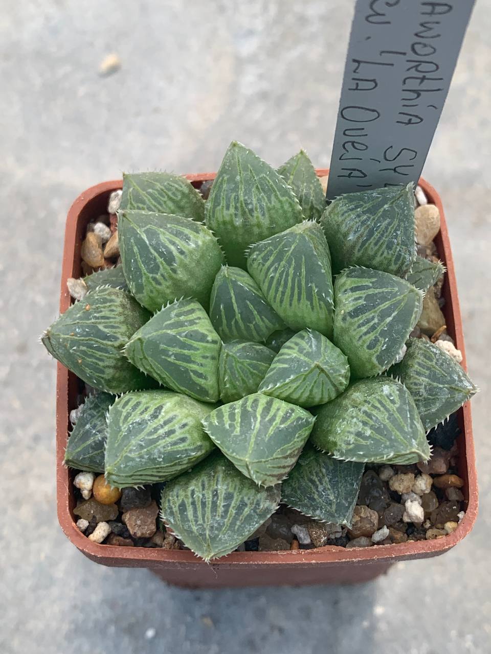 Haworthia SY 47 cv. ‘La Oveja’