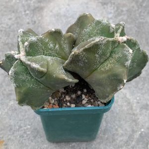 Astrophytum myriostigma *Kikko*