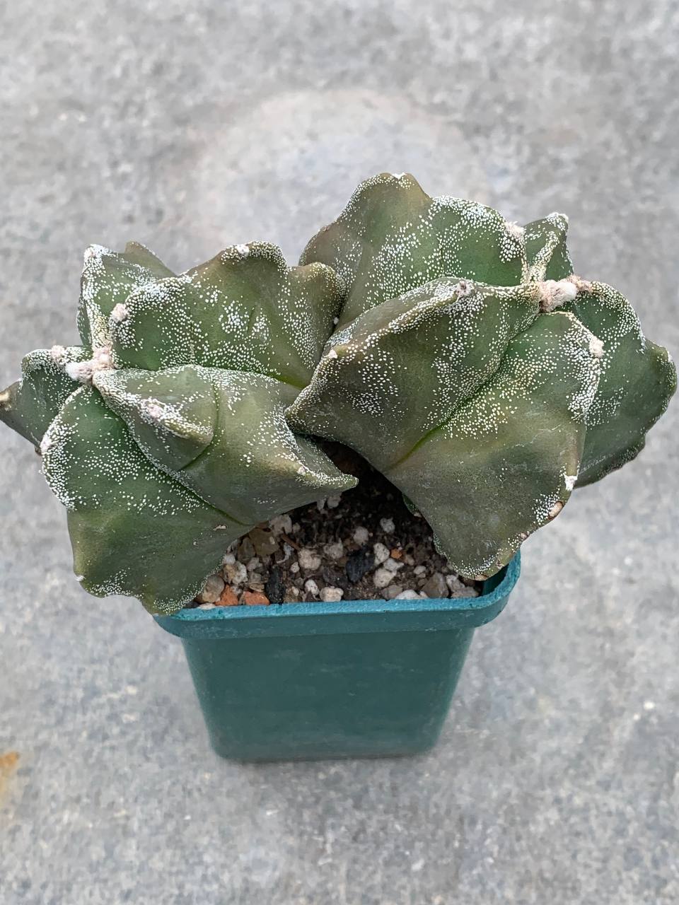 Astrophytum myriostigma *Kikko*