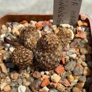 Sulcorebutia markusiii var. tintinensis HS 057