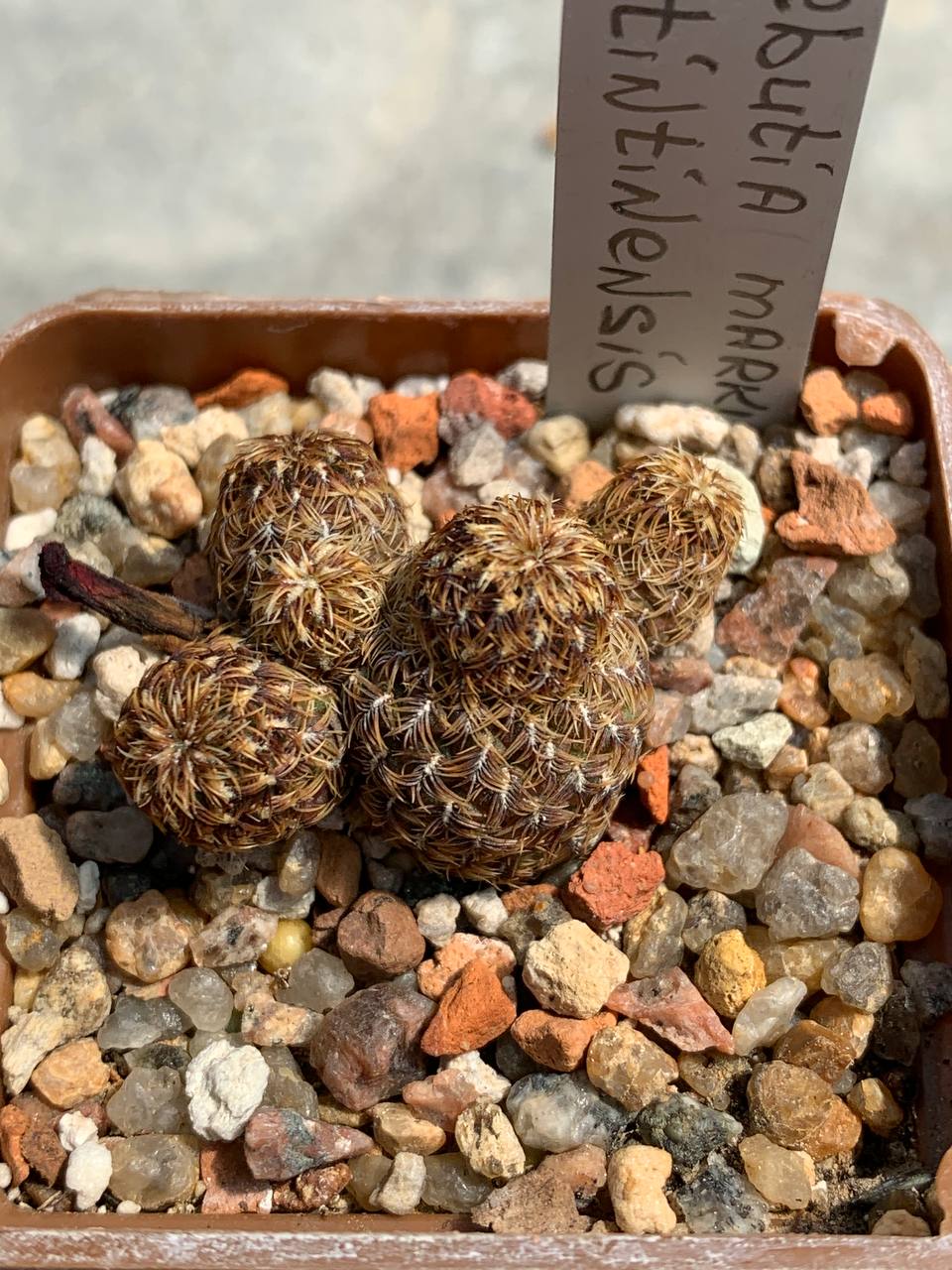 Sulcorebutia markusiii var. tintinensis HS 057