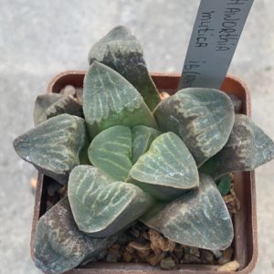 Haworthia mutica IB(круглий лист)