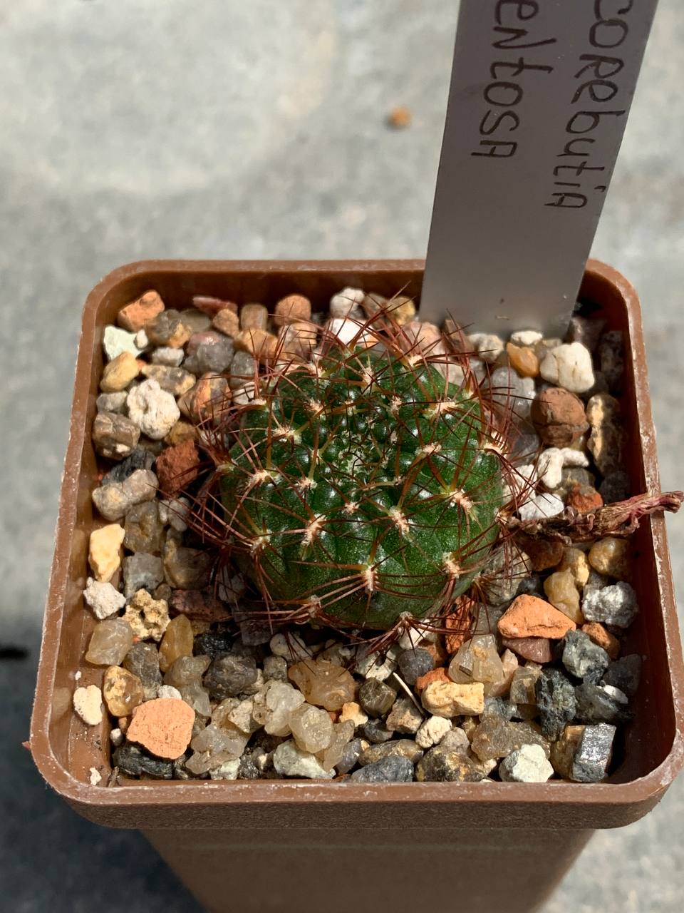 Sulcorebutia mentosa