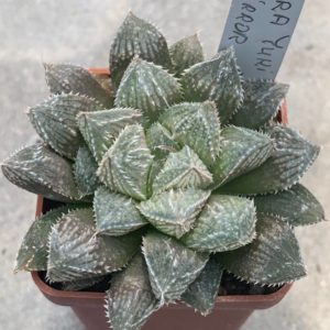 Haworthia cv ‘shira yuki emaki’ x cv ‘mirroball’