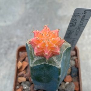 Gymnocalycium friedrichii lb 2178 Agua Dulce fa variegata