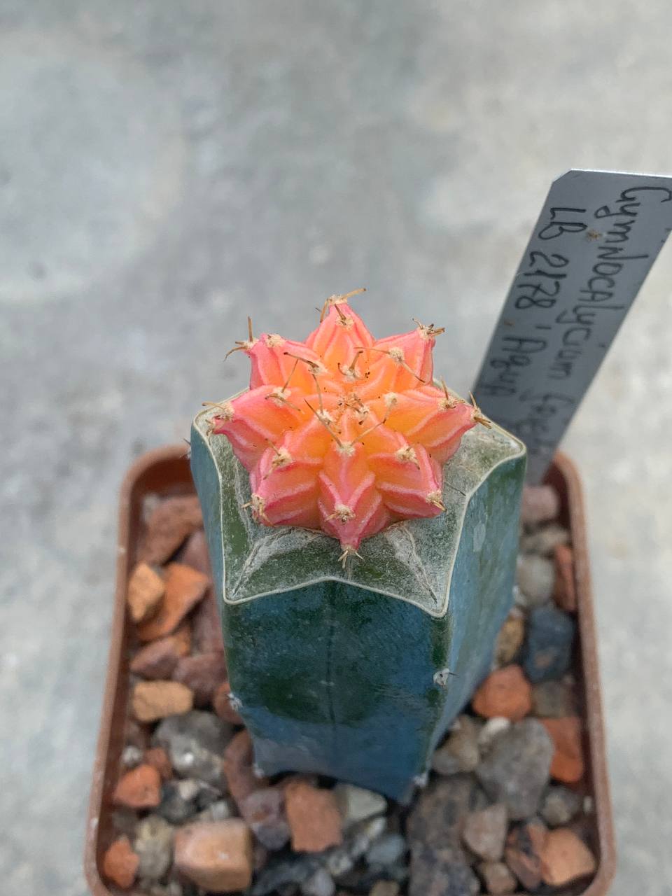 Gymnocalycium friedrichii lb 2178 Agua Dulce fa variegata
