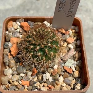 Sulcorebutia menesesii