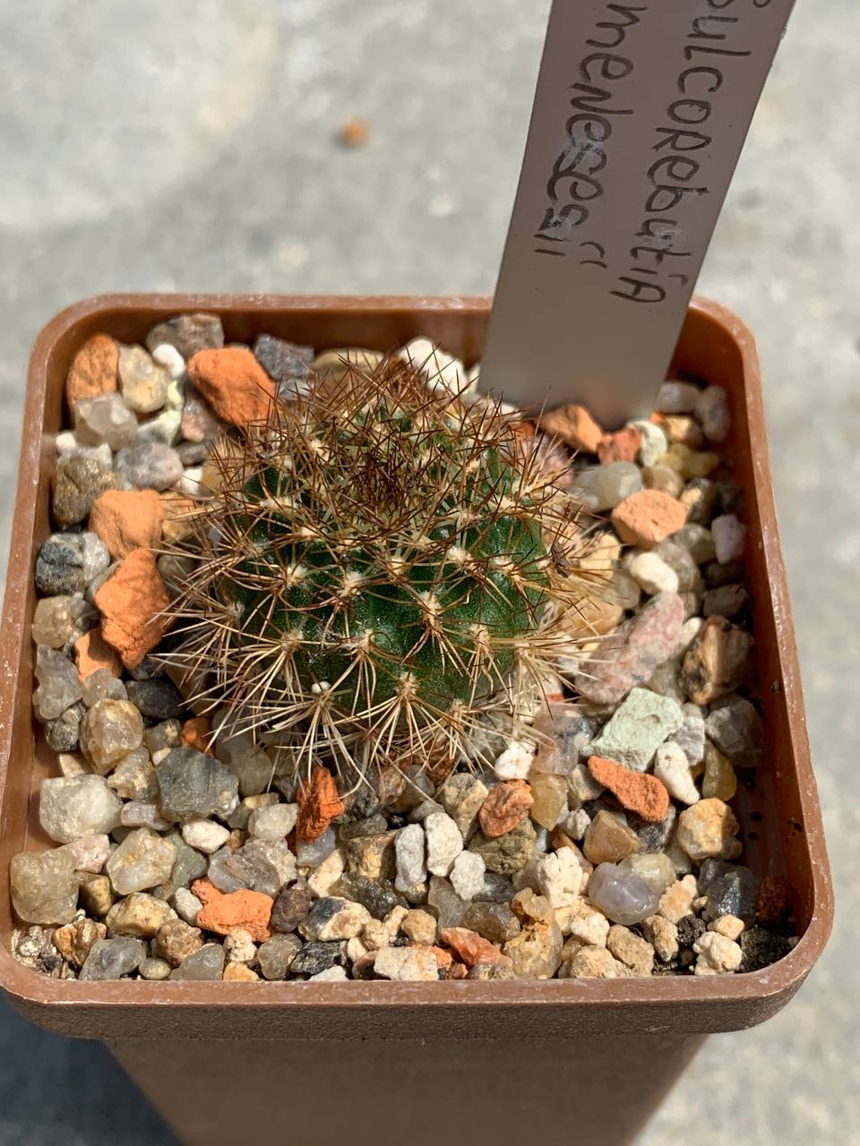 Sulcorebutia menesesii