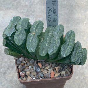 Haworthia truncata (Super Mo)