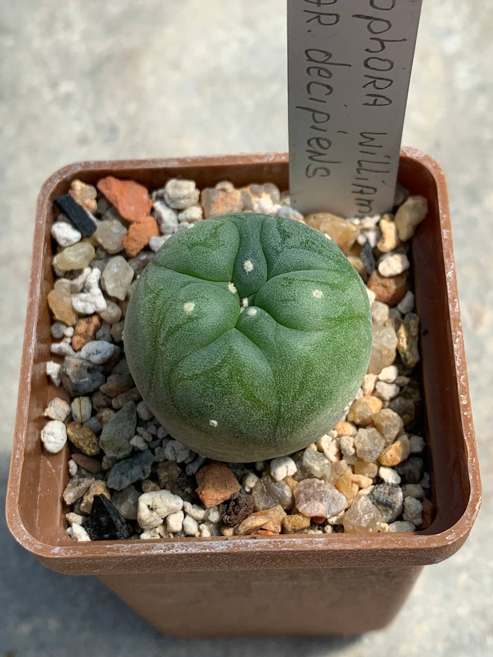 Lophophora williamsii var decipiens