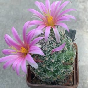 Mammillaria schumannii var. globosa