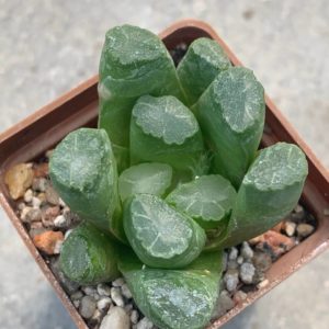 Haworthia maughanii