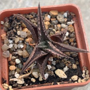 Haworthia tesselata (Pahlen Bok.RSA)