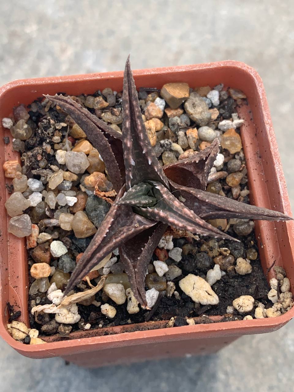 Haworthia tesselata (Pahlen Bok.RSA)