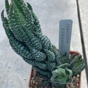 Haworthia reinwardtii