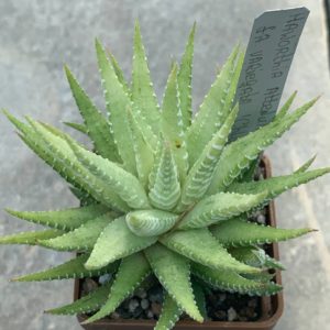 Haworthia attenuata cv. ‘Chlorophyllarm’ variegata