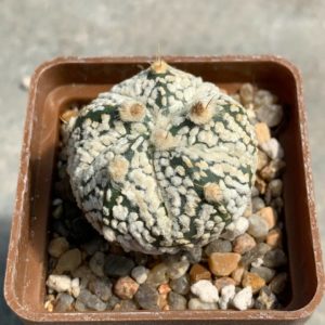 Astrophytum asterias hybr Pavlica
