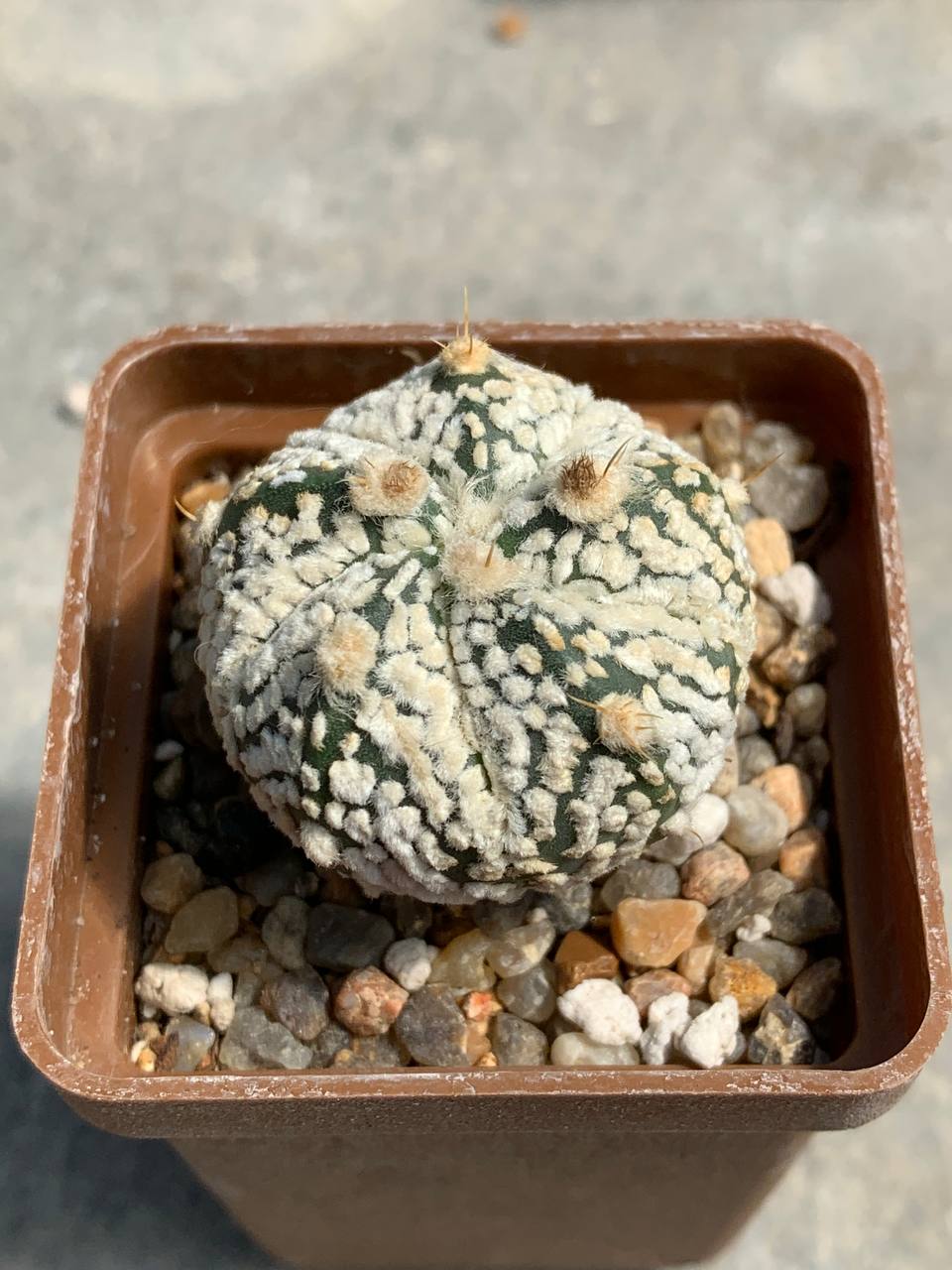Astrophytum asterias hybr Pavlica