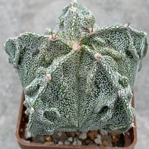 Astrophytum myriostigma Fukuryu