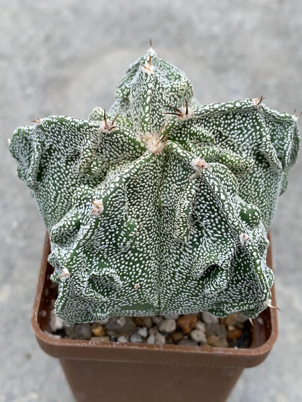 Astrophytum myriostigma Fukuryu