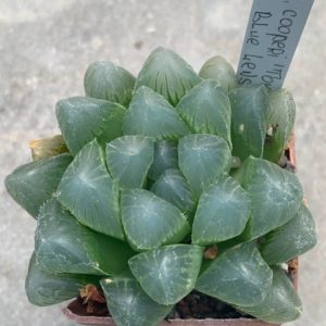 Haworthia cooperi ‘Tokuday Blue Lens’