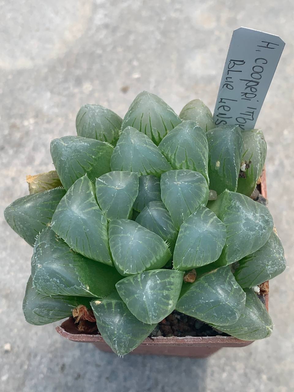 Haworthia cooperi ‘Tokuday Blue Lens’