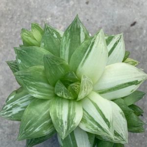 Haworthia cymbiformis fa variegata