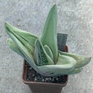 Gasteraloe ‘Green Ice’