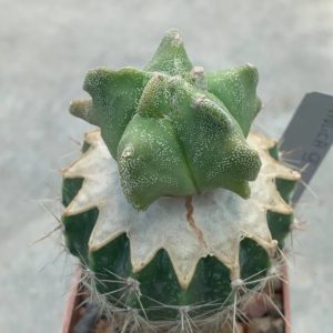 Astrophytum myriostigma *Kikko* Pavlica