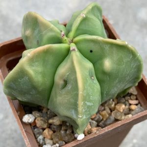 Astrophytum myriostigma nudum Fukuryu