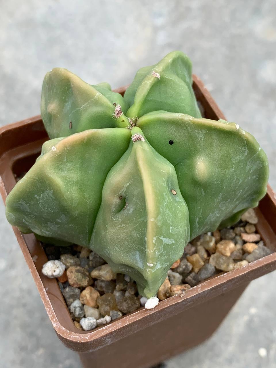Astrophytum myriostigma nudum Fukuryu