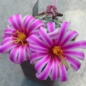 Mammillaria boolii