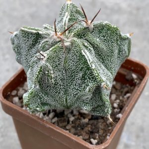 Astrophytum myriostigma Fukuryu
