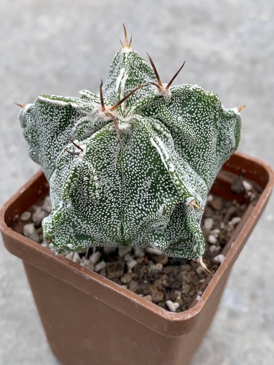Astrophytum myriostigma Fukuryu