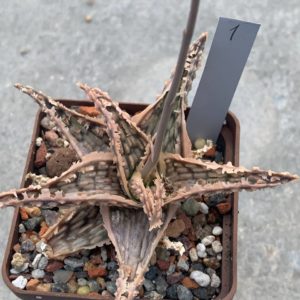 Aloe hybr