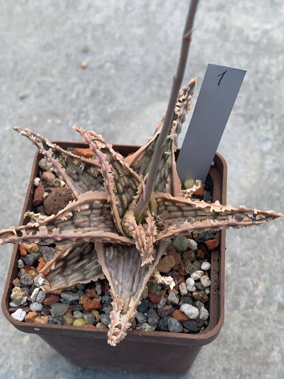 Aloe hybr
