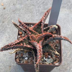 Aloe hybr