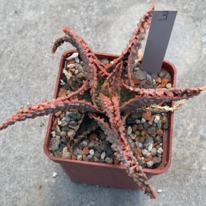 Aloe hybr