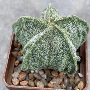 Astrophytum myriostigma Fukuryu