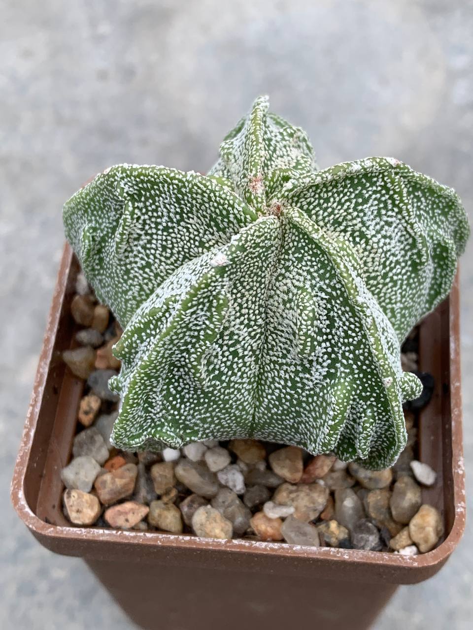 Astrophytum myriostigma Fukuryu