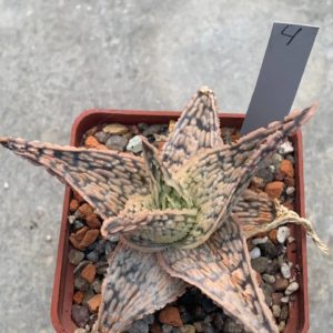 Aloe hybr