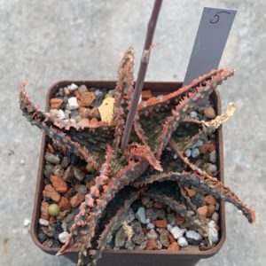 Aloe hybr