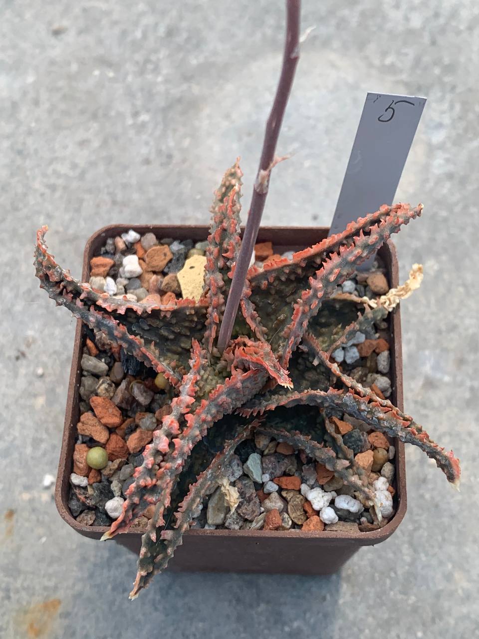 Aloe hybr