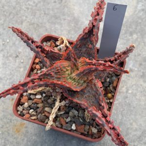 Aloe hybr