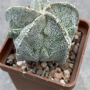 Astrophytum myriostigma Fukuryu