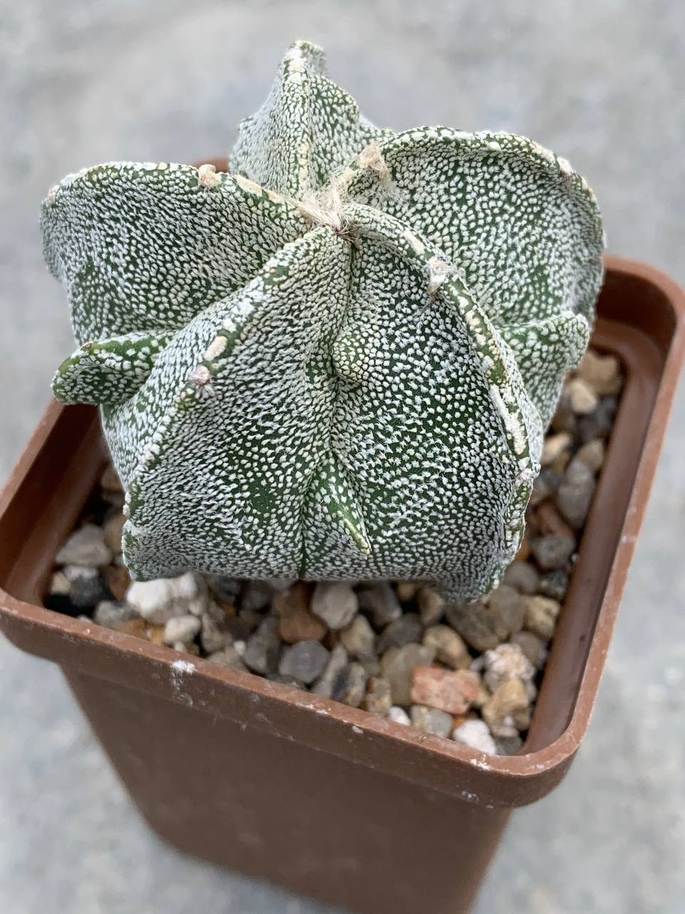 Astrophytum myriostigma Fukuryu
